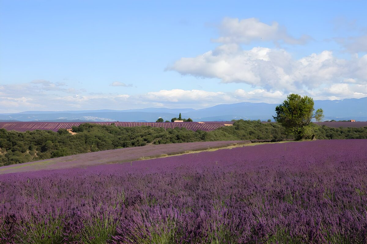 Lavender fields beneath a summer sky
