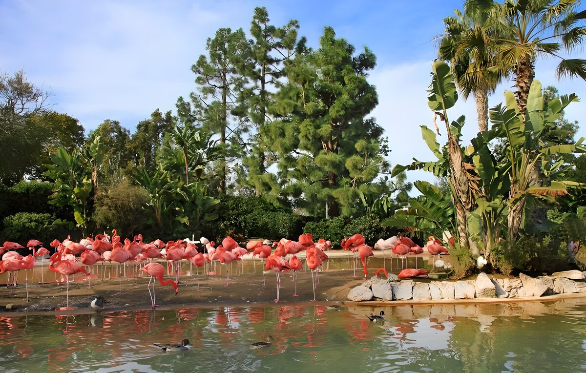 Flamingos by a sunlit tropical pond