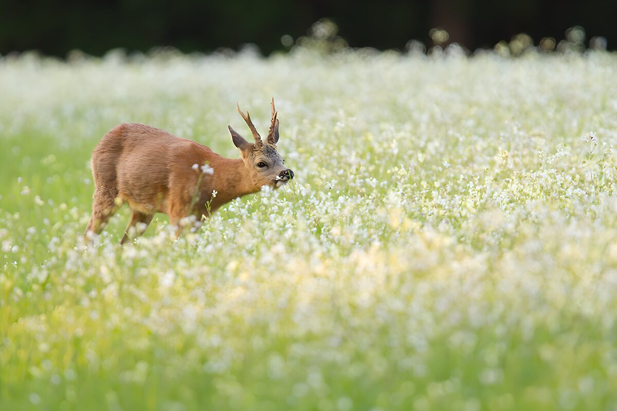 Roe buck in a meadow of white flowers