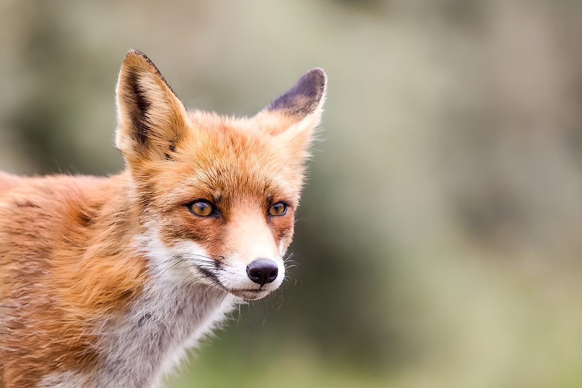 Red fox close-up, quietly alert