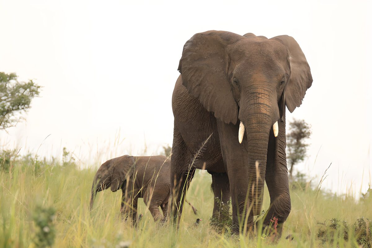 Elephant and calf in soft grassland light