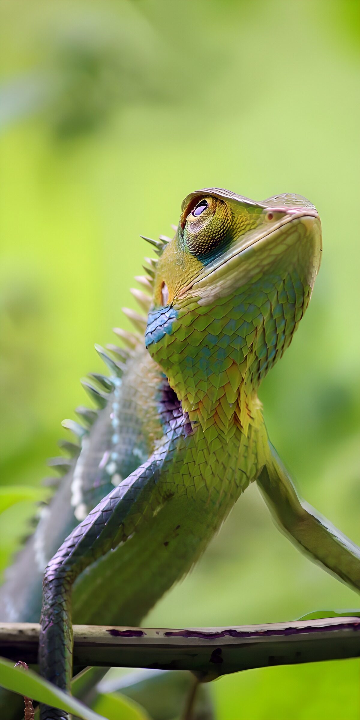 Green lizard, up close and alert