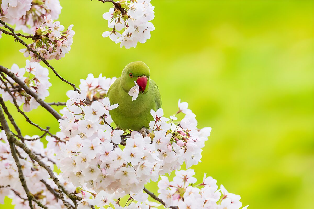 Parakeet in a cloud of cherry blossom