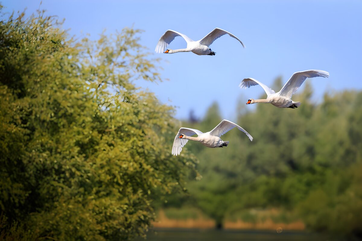 Three swans in sunlit flight