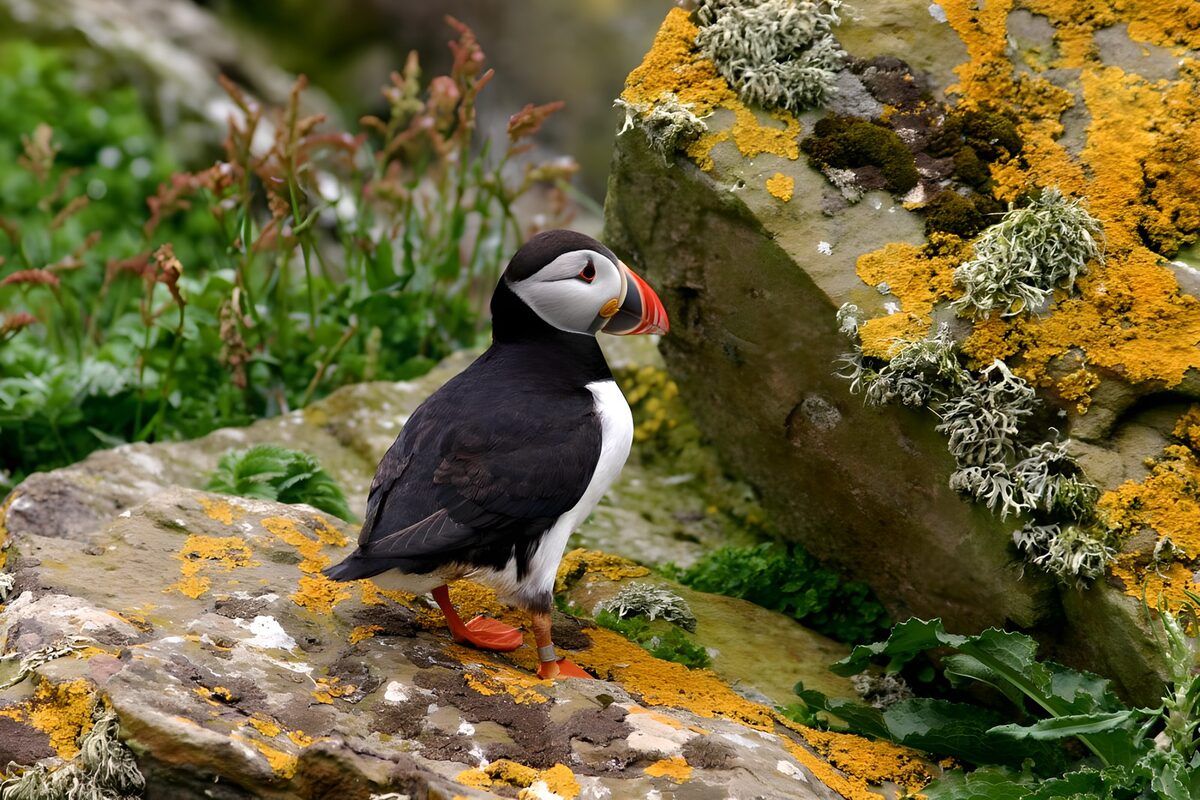 Puffin in a quiet world of stone