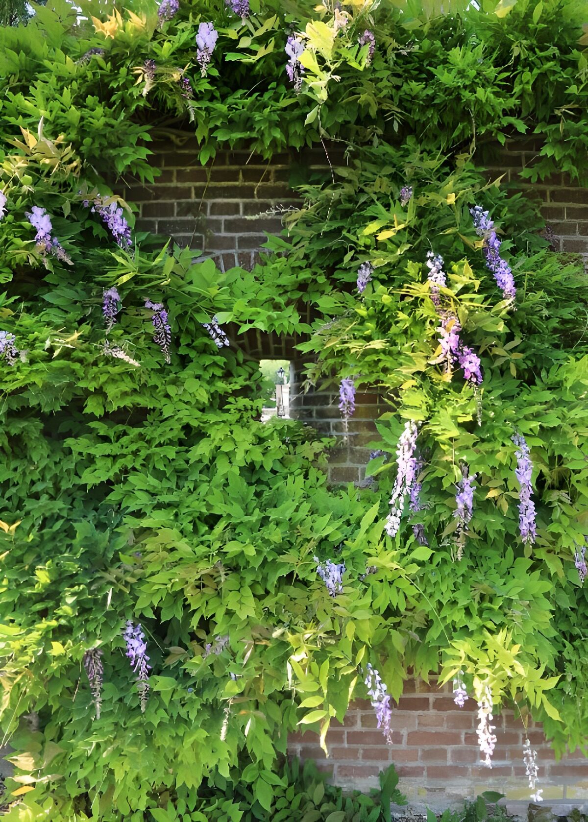 Sunlit wisteria on a brick wall