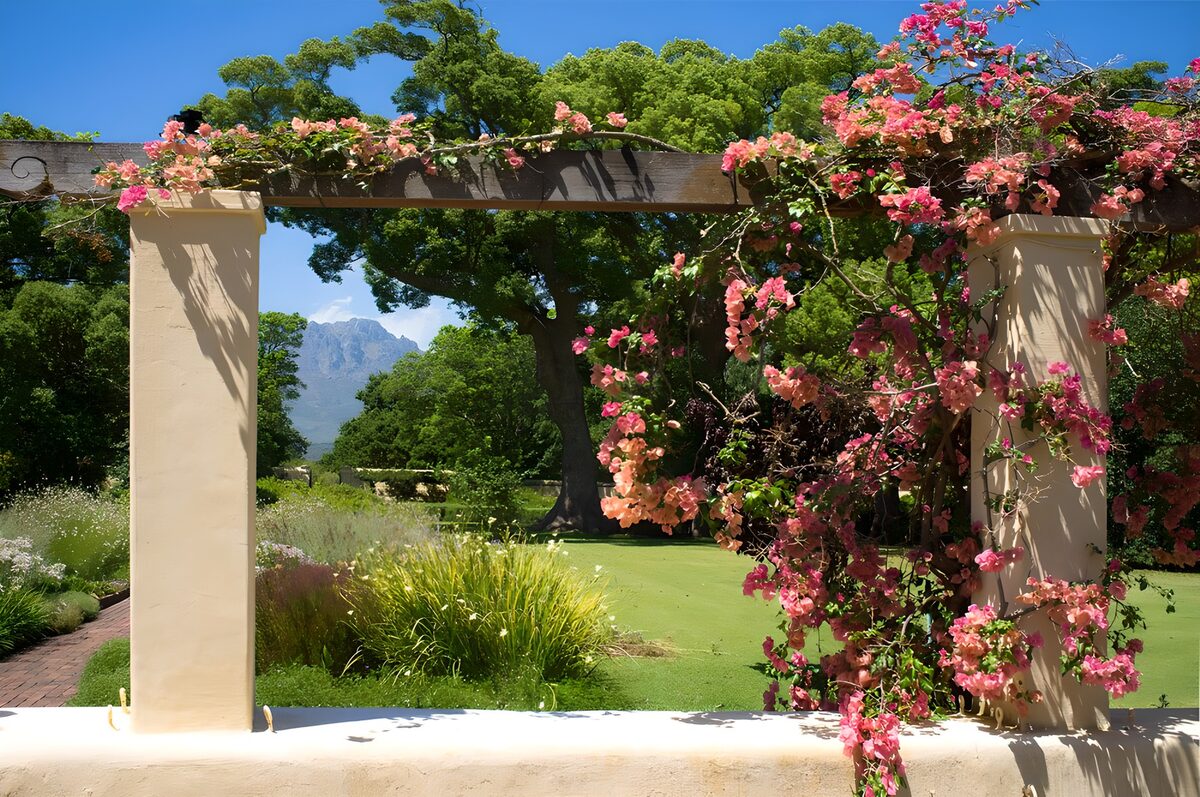 Sunlit pergola with pink bougainvillea