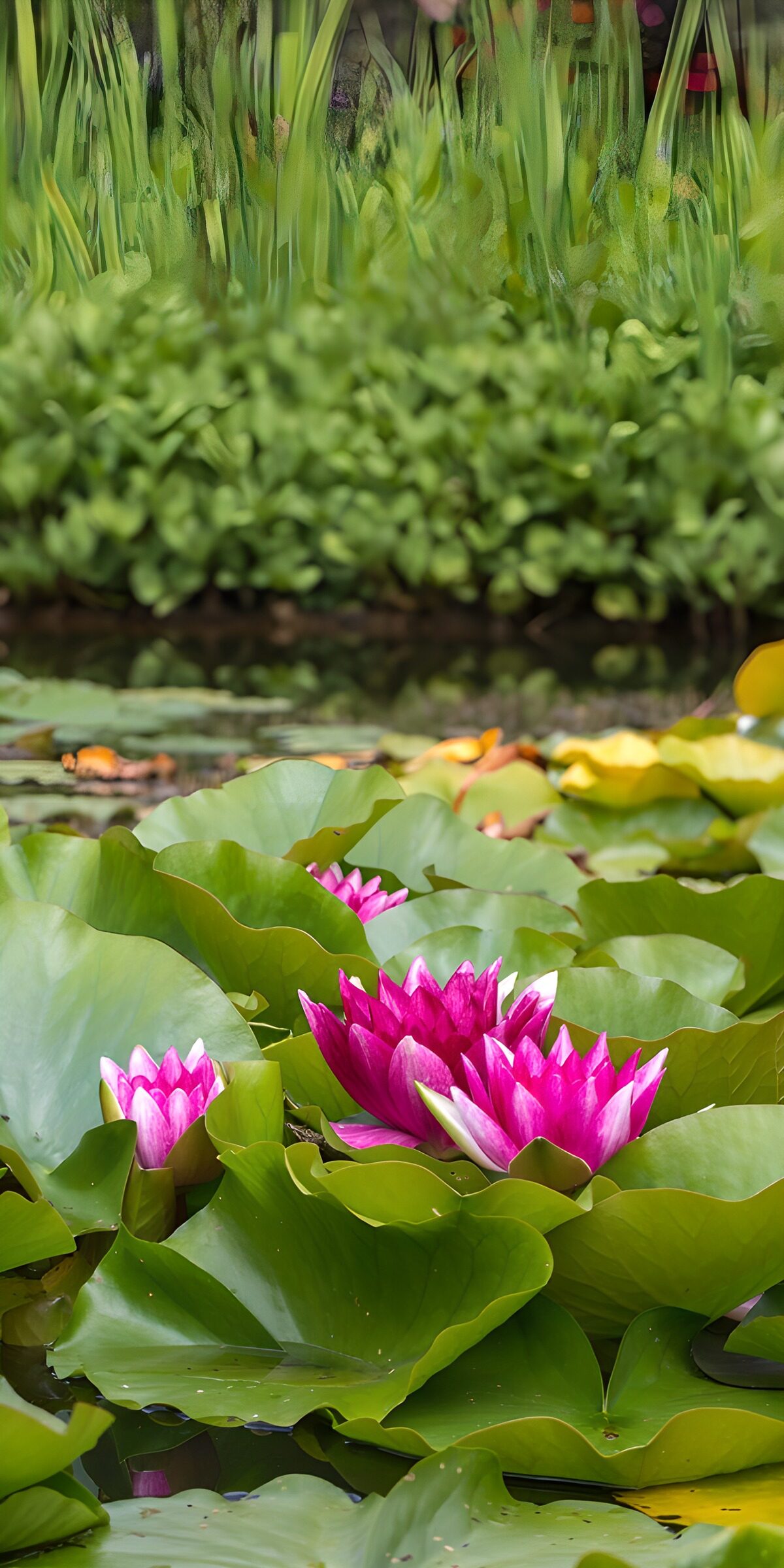 Pink water lilies steal the spotlight