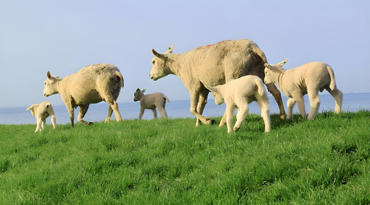 Sheep and lambs on a sunlit coast