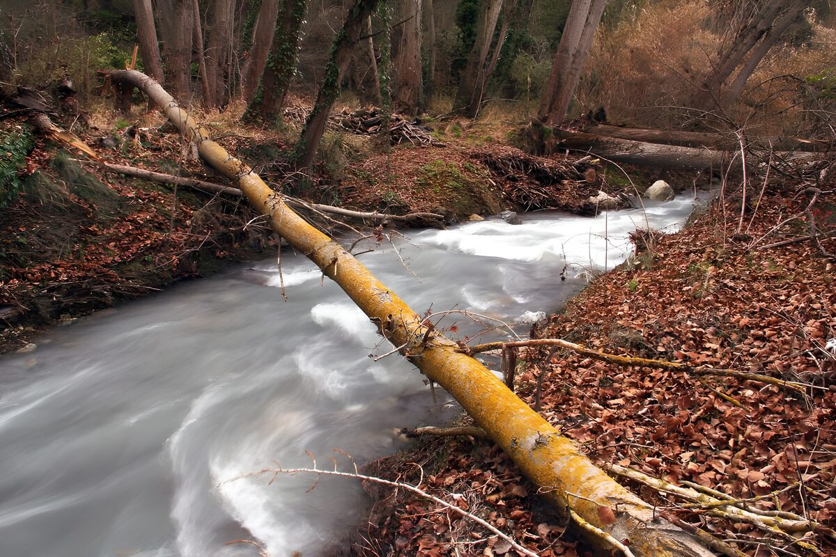 Fallen tree over an autumn woodland stream