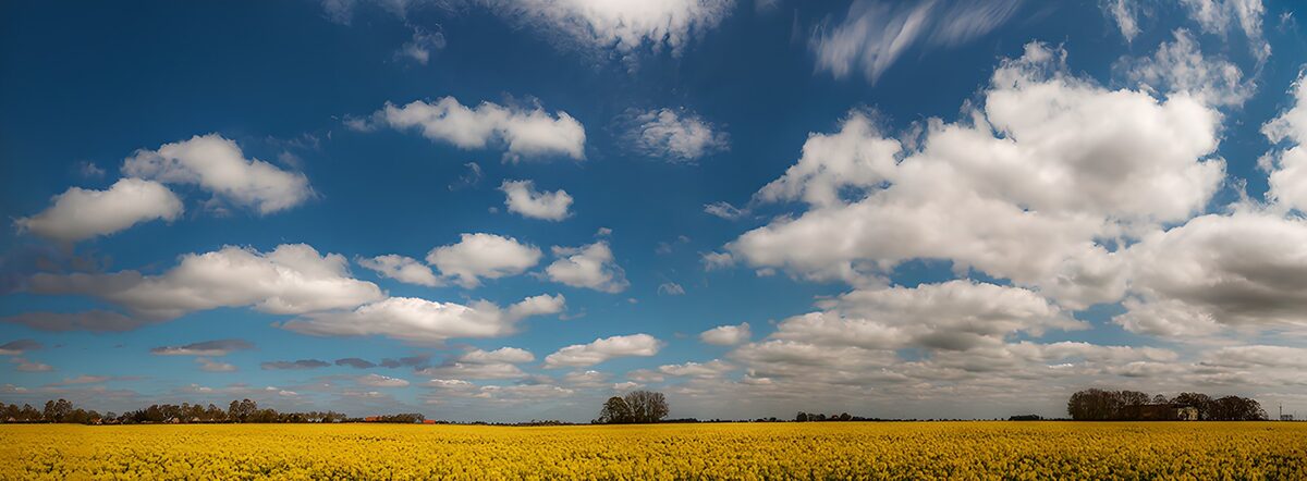 Yellow flower field beneath a vast blue sky