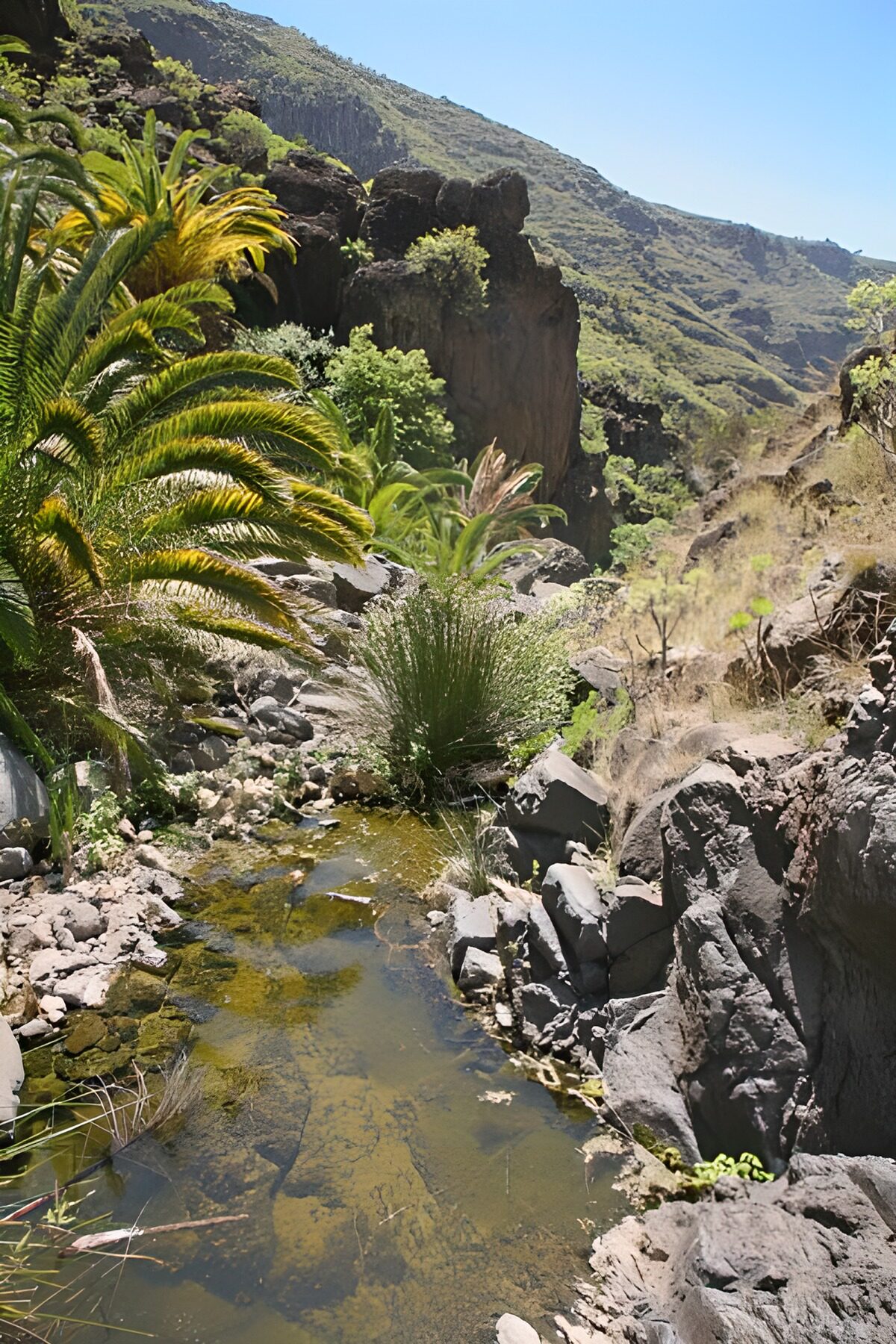 Palm-lined stream in a sunlit gorge