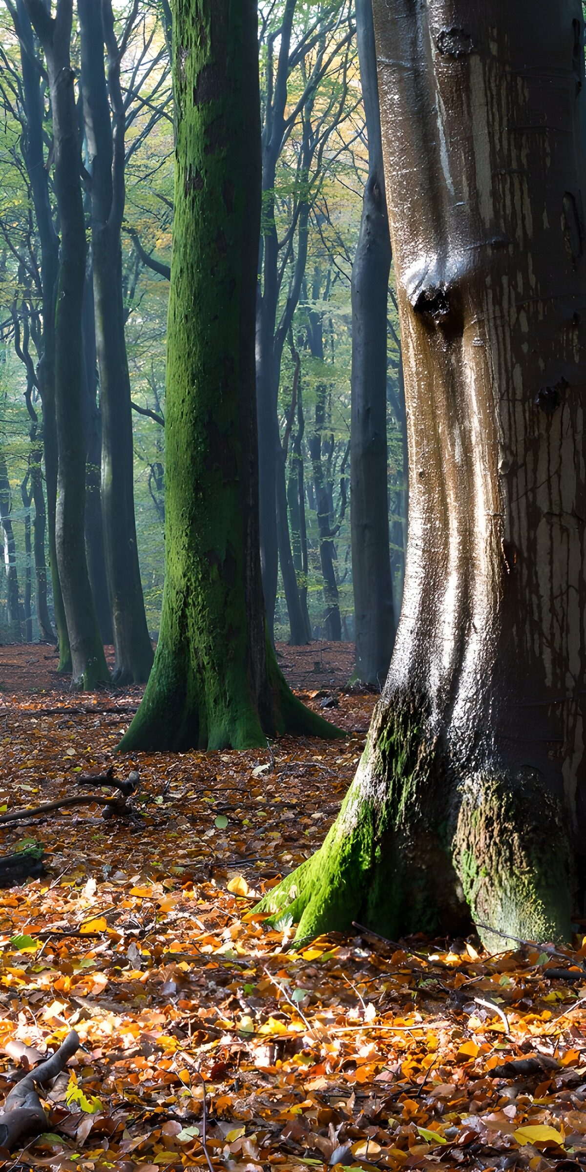 Sunlit trunks in autumn woodland