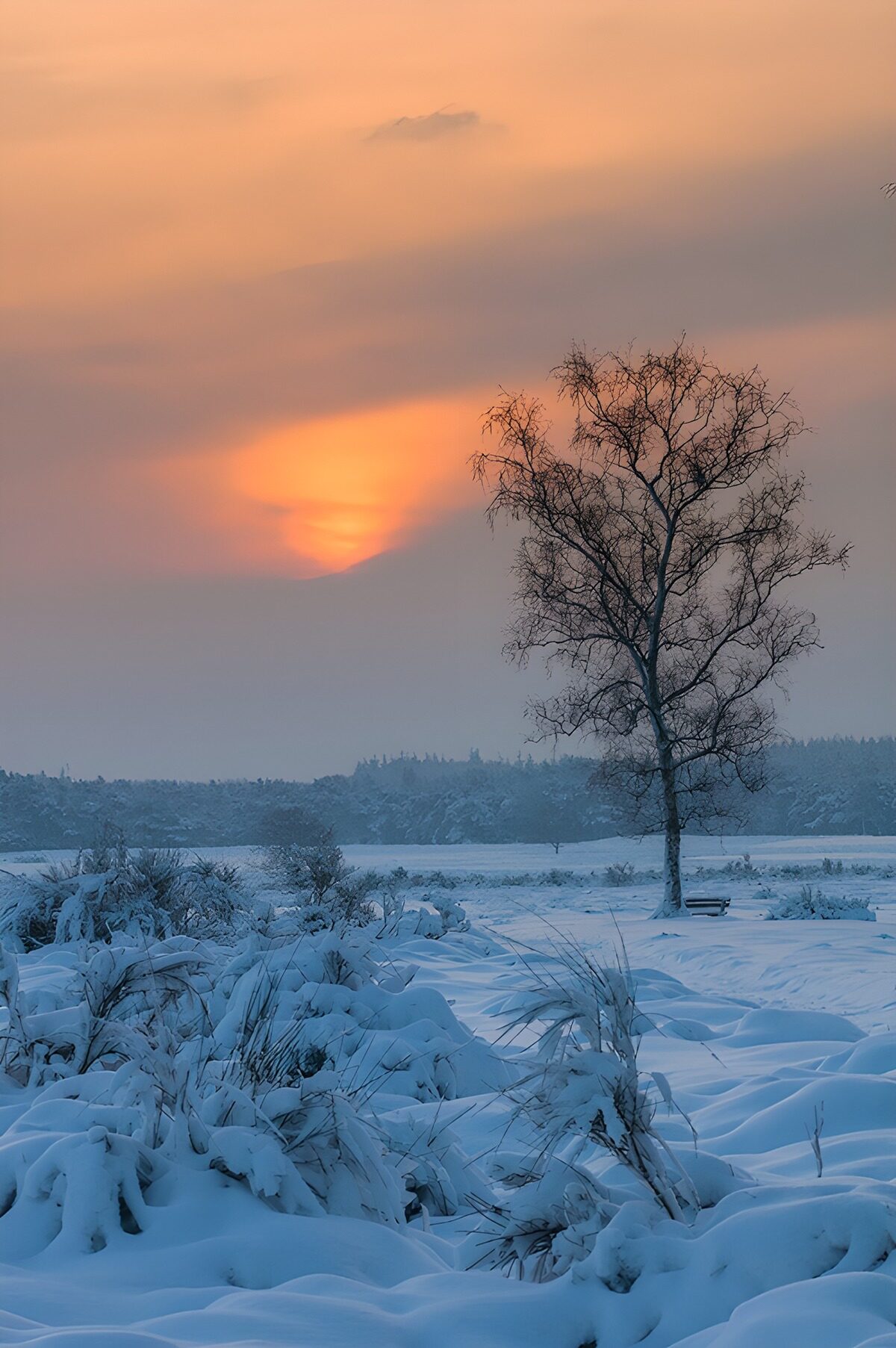 Bare tree in the snow at sunset