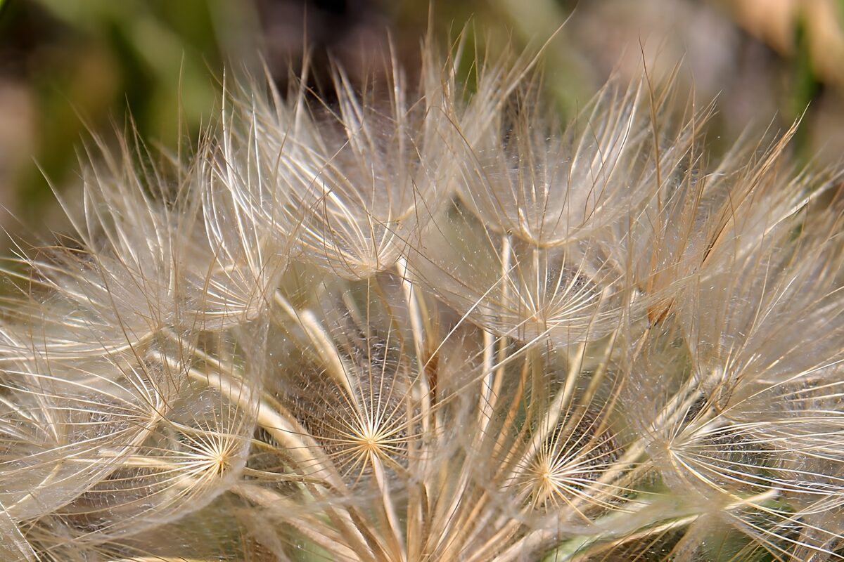 Sunlit seed heads in cream and gold