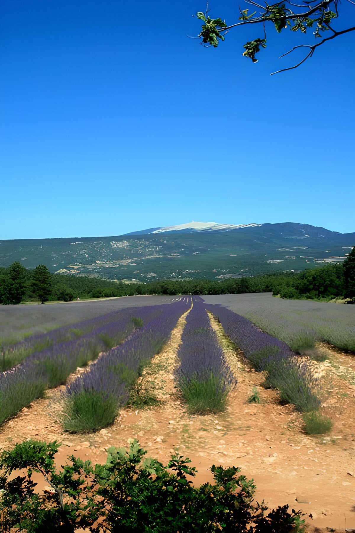 Lavender ribbons under an endless blue sky