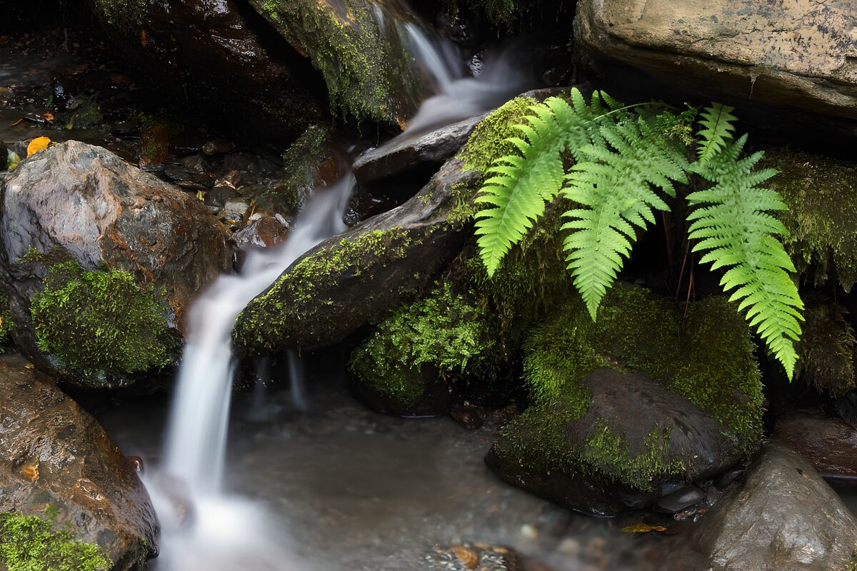 Quiet cascade among mossy rocks and ferns