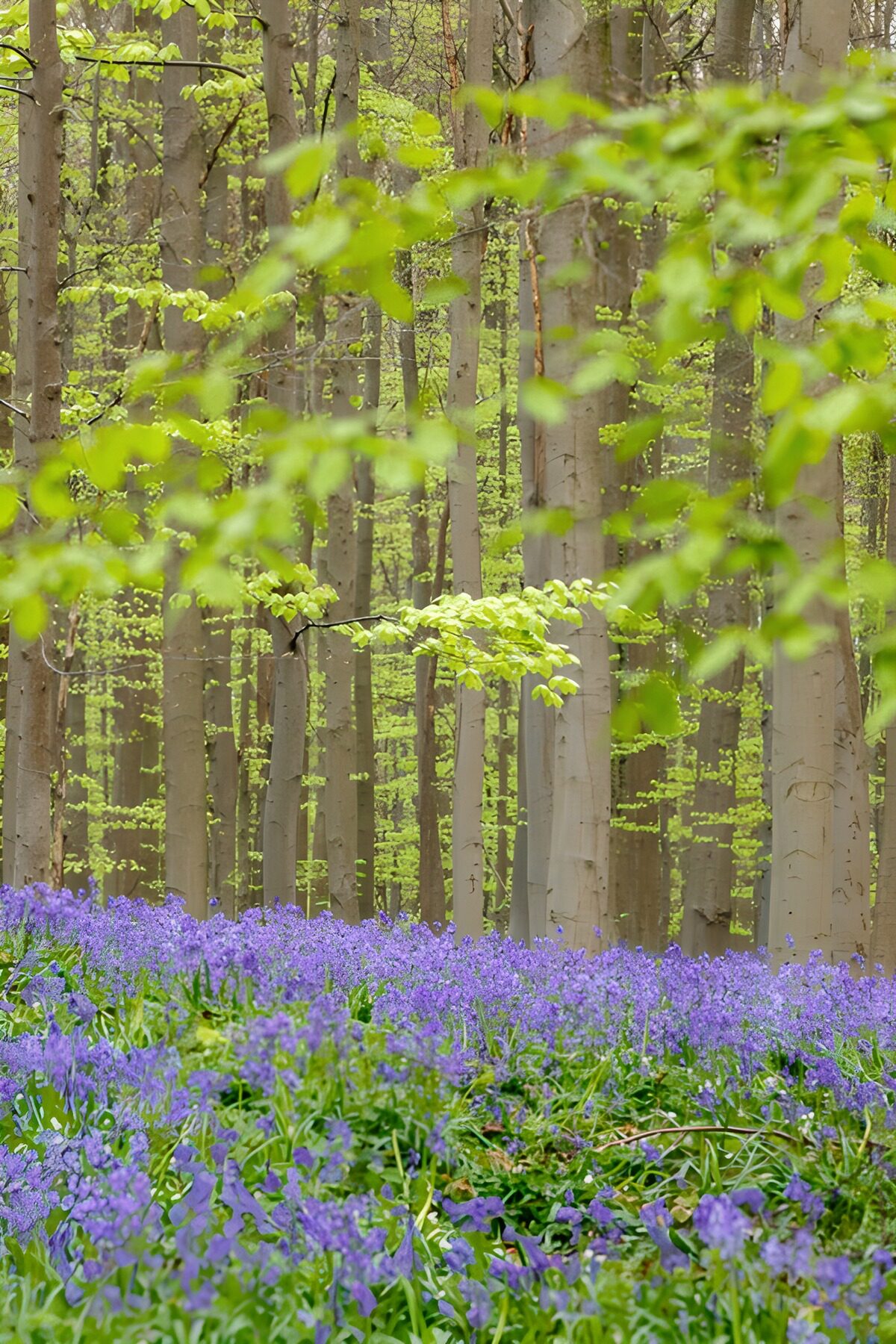 Sunlit bluebells beneath the beeches