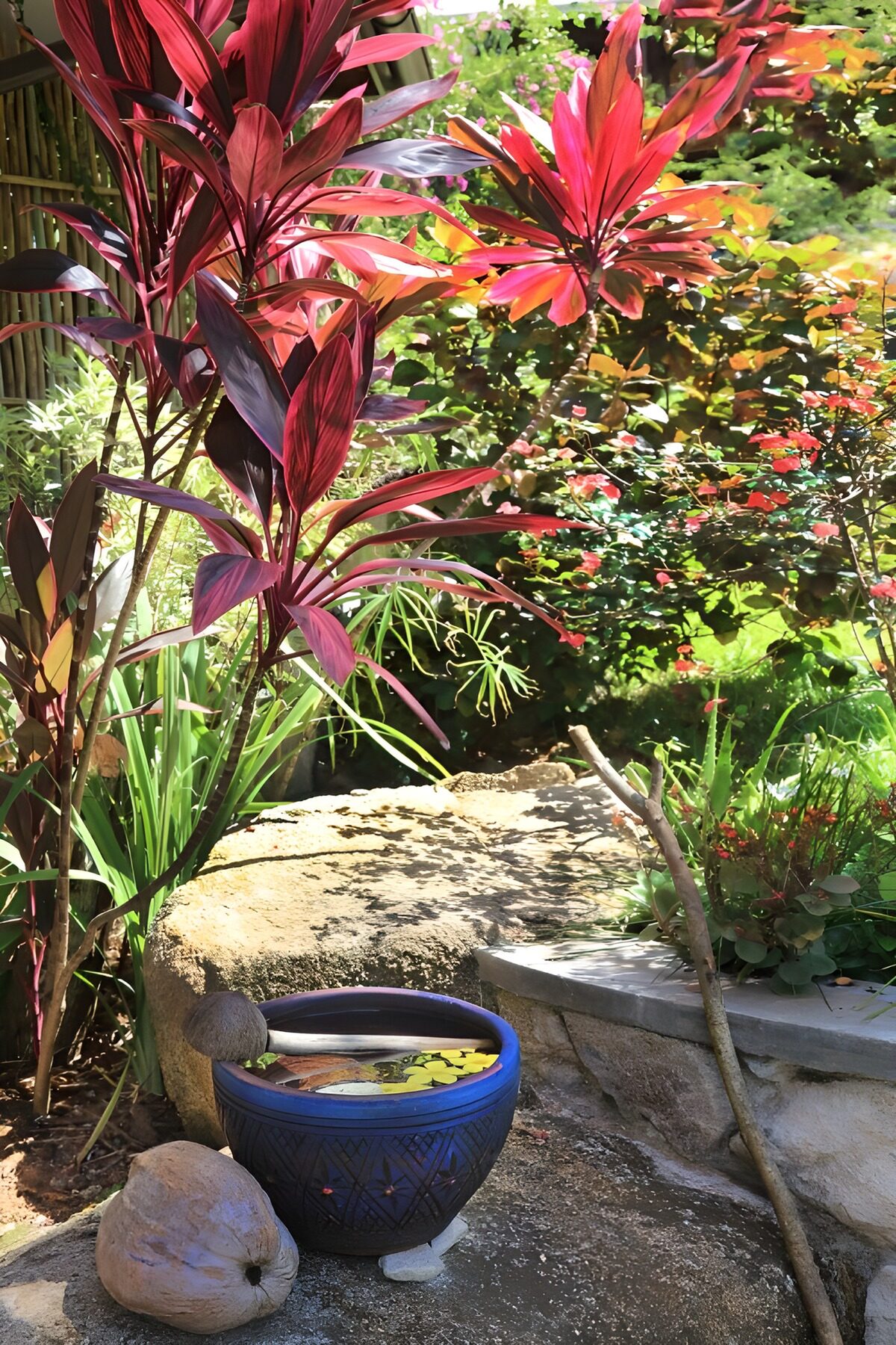 Sunlit red leaves and a blue water bowl