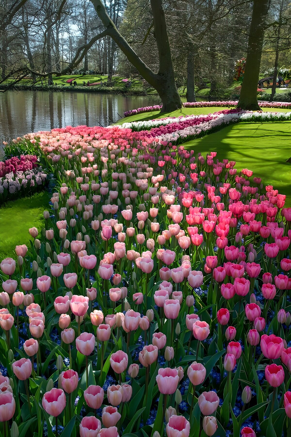 Pink tulips beside a sunlit pond