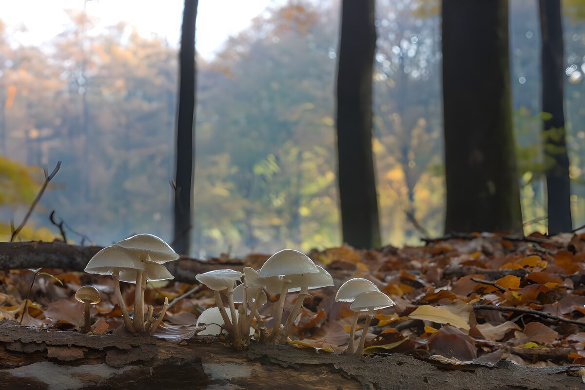 Pale mushrooms on an autumn log