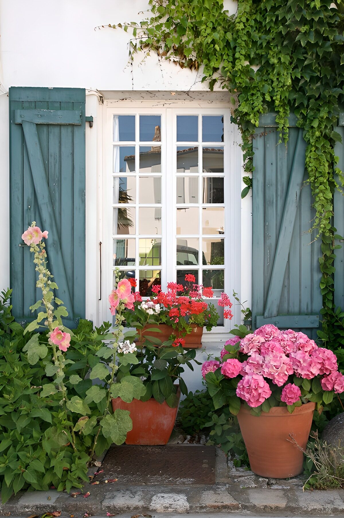 Blue shutters and pink hydrangeas