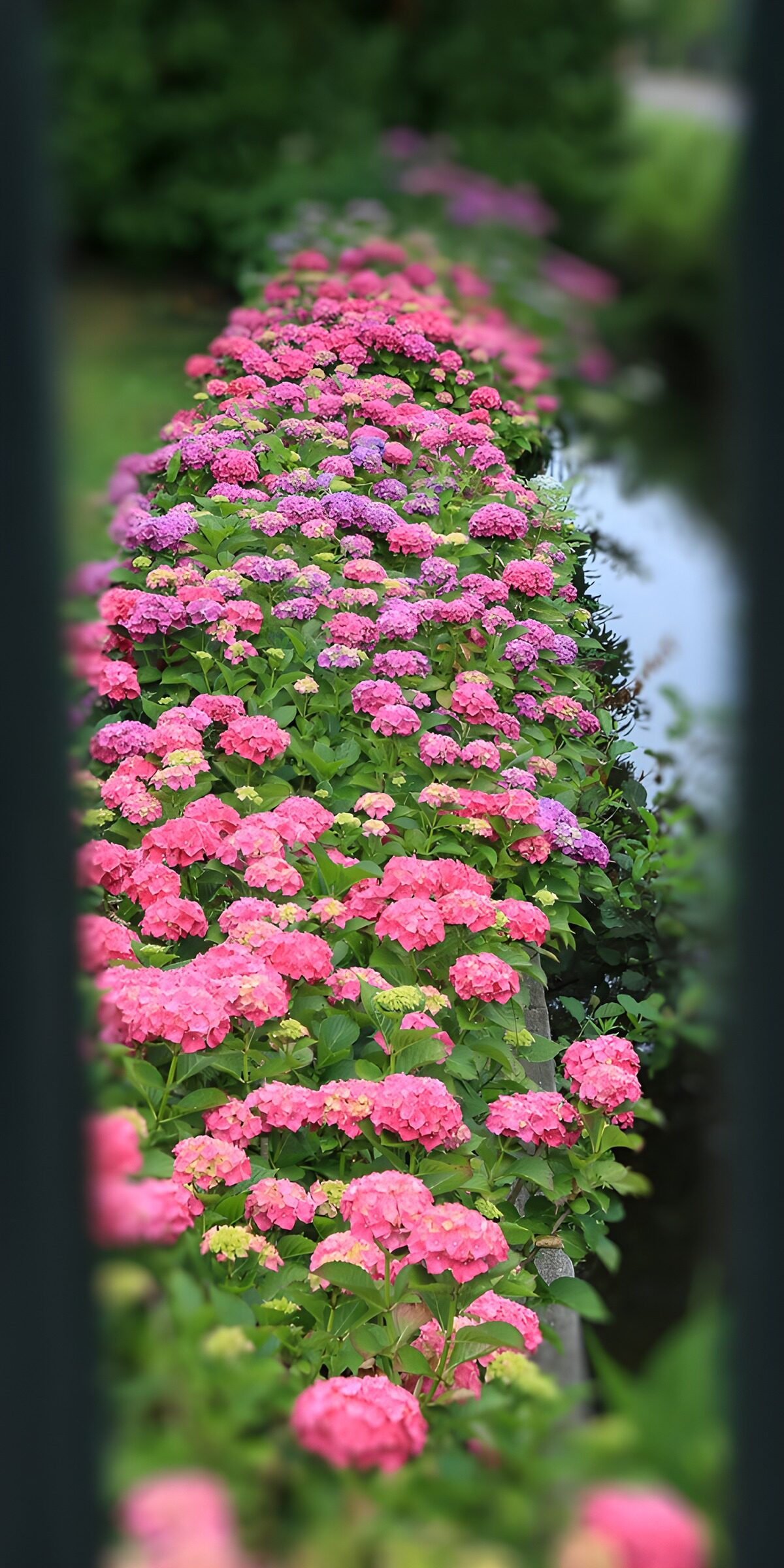 Pink and lilac hydrangeas in bloom