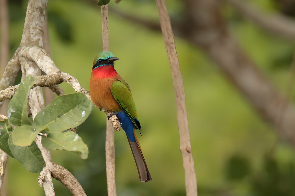 Colourful bird on a quiet perch