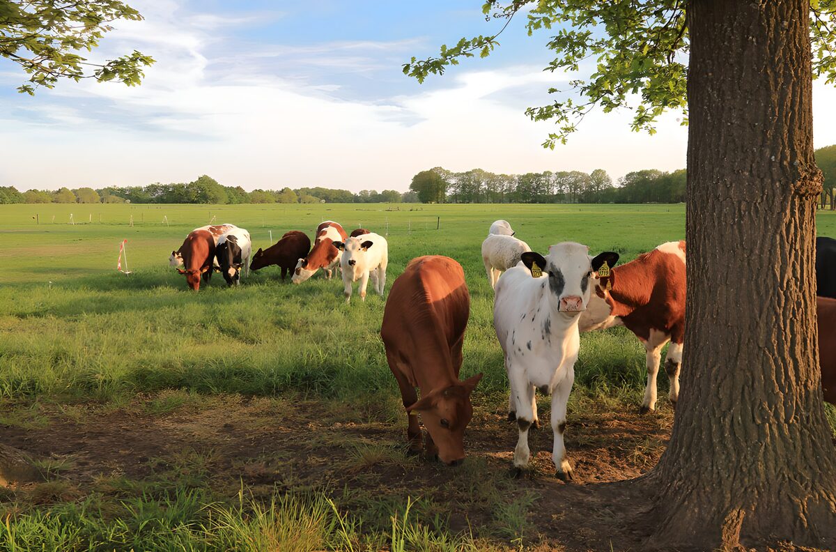 Calves grazing beneath a spreading tree