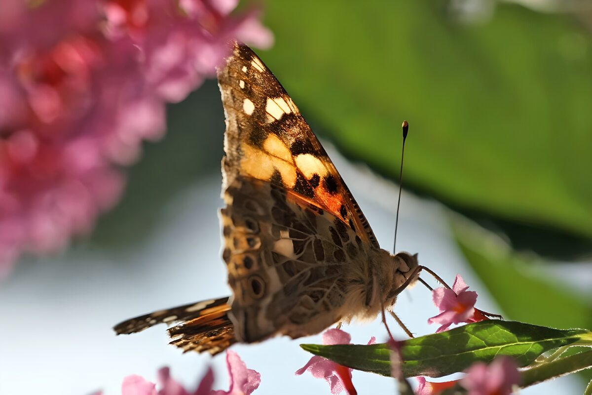 Butterfly on sunlit pink flowers
