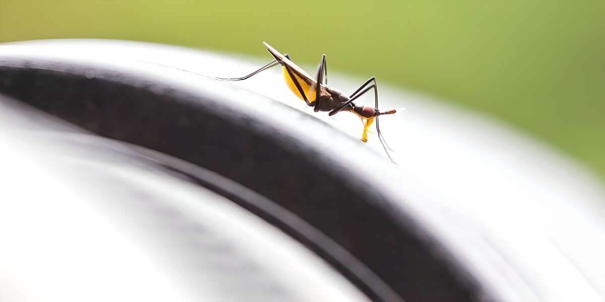 Long-legged insect in the backlight