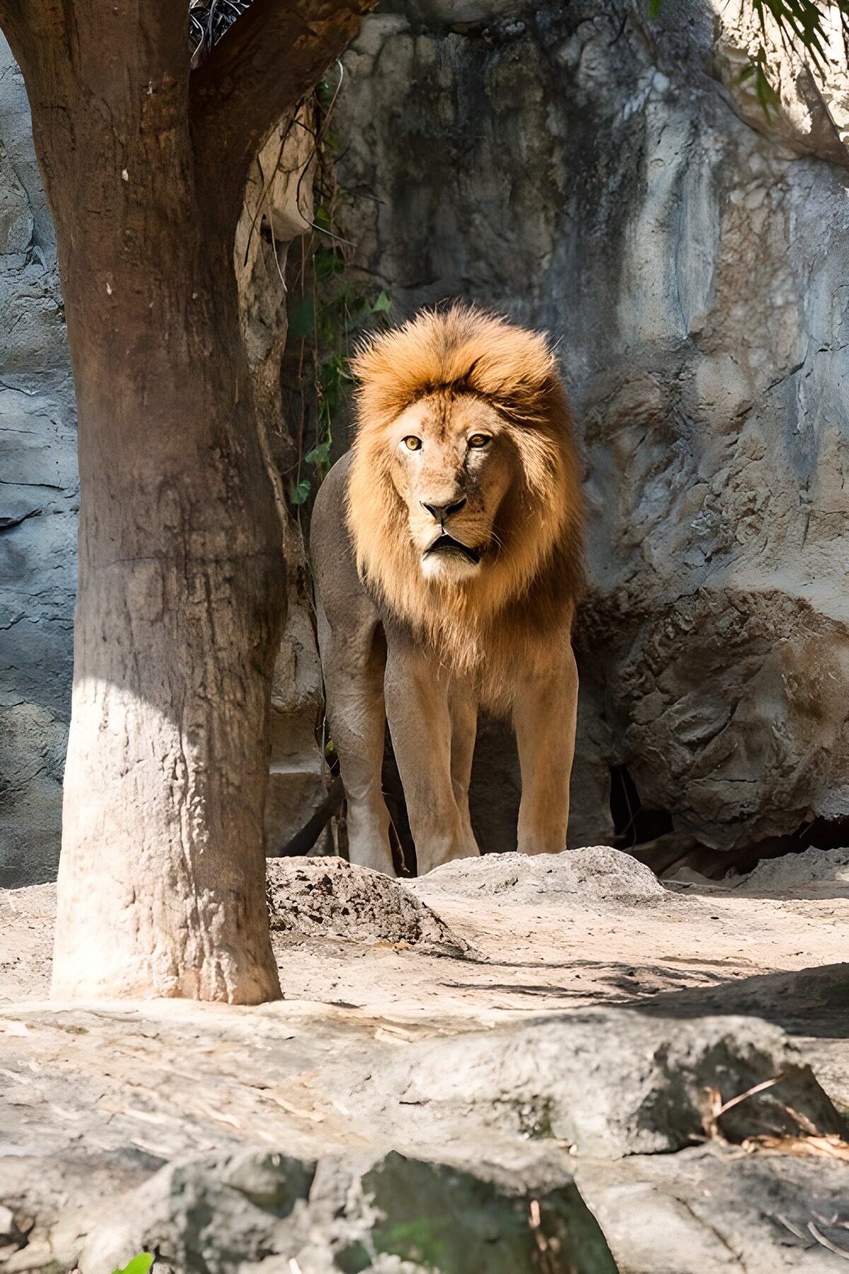 Lion beside a tree, standing watch