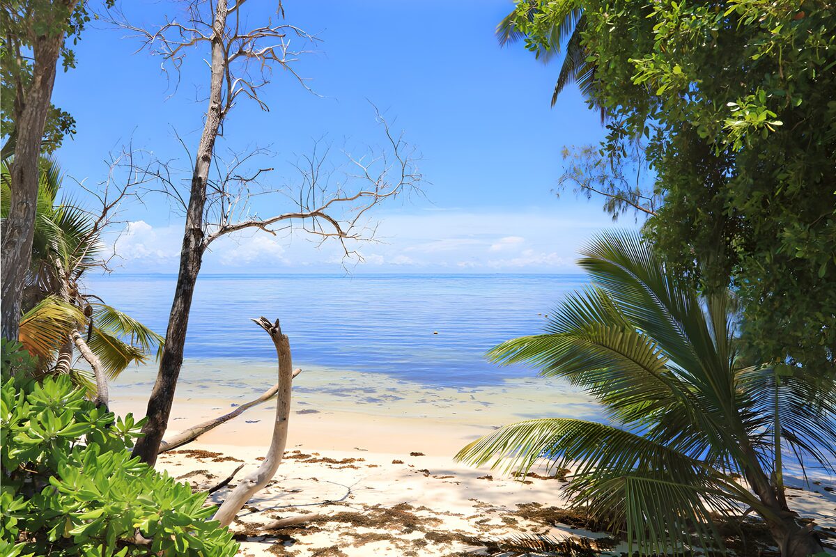 Where palm shadows meet the sea