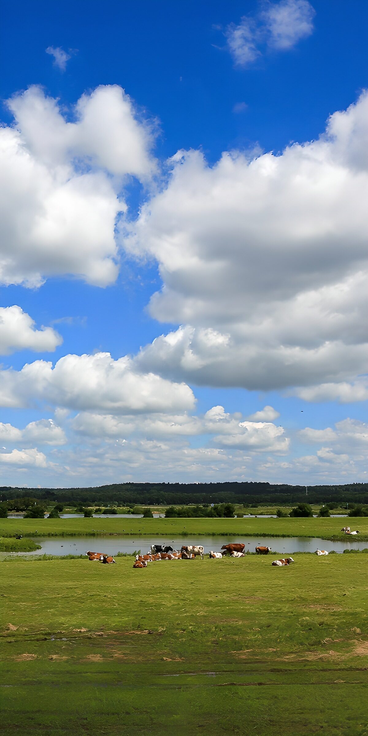 Cows by the pond beneath a wide blue sky