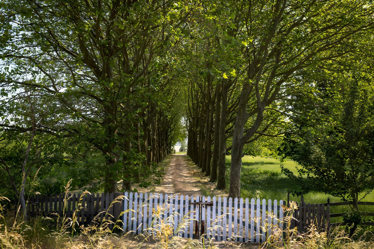Tree-lined path beyond a white gate