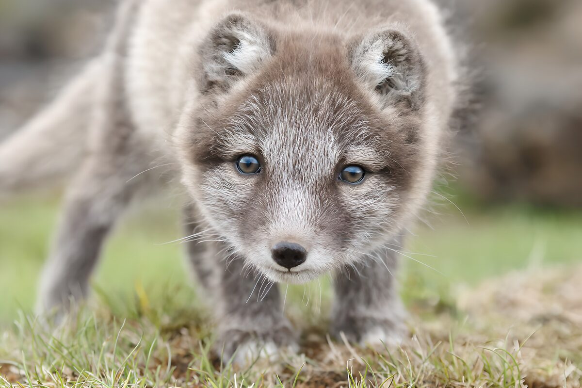 Young Arctic fox with a curious gaze