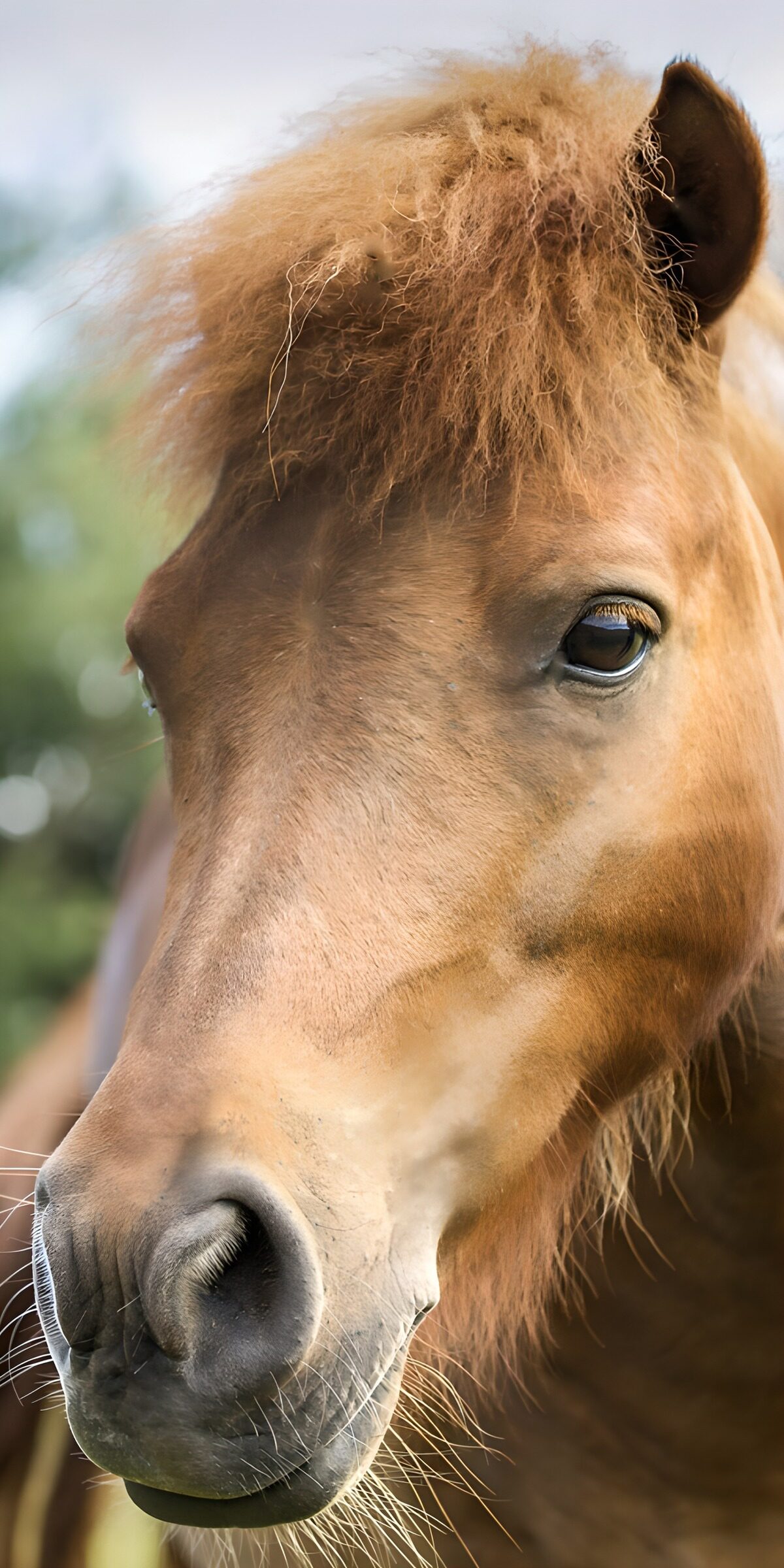 Brown pony in a gentle close-up