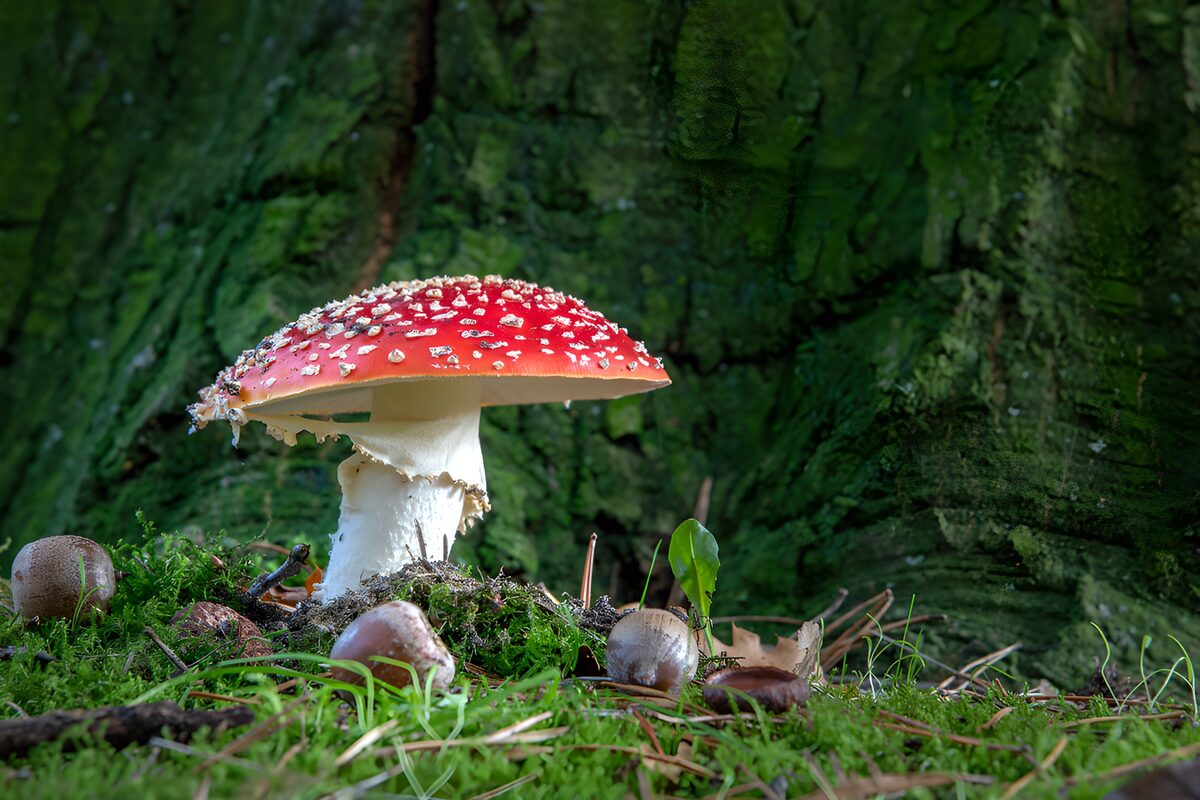 Fly agaric in a mossy woodland nook
