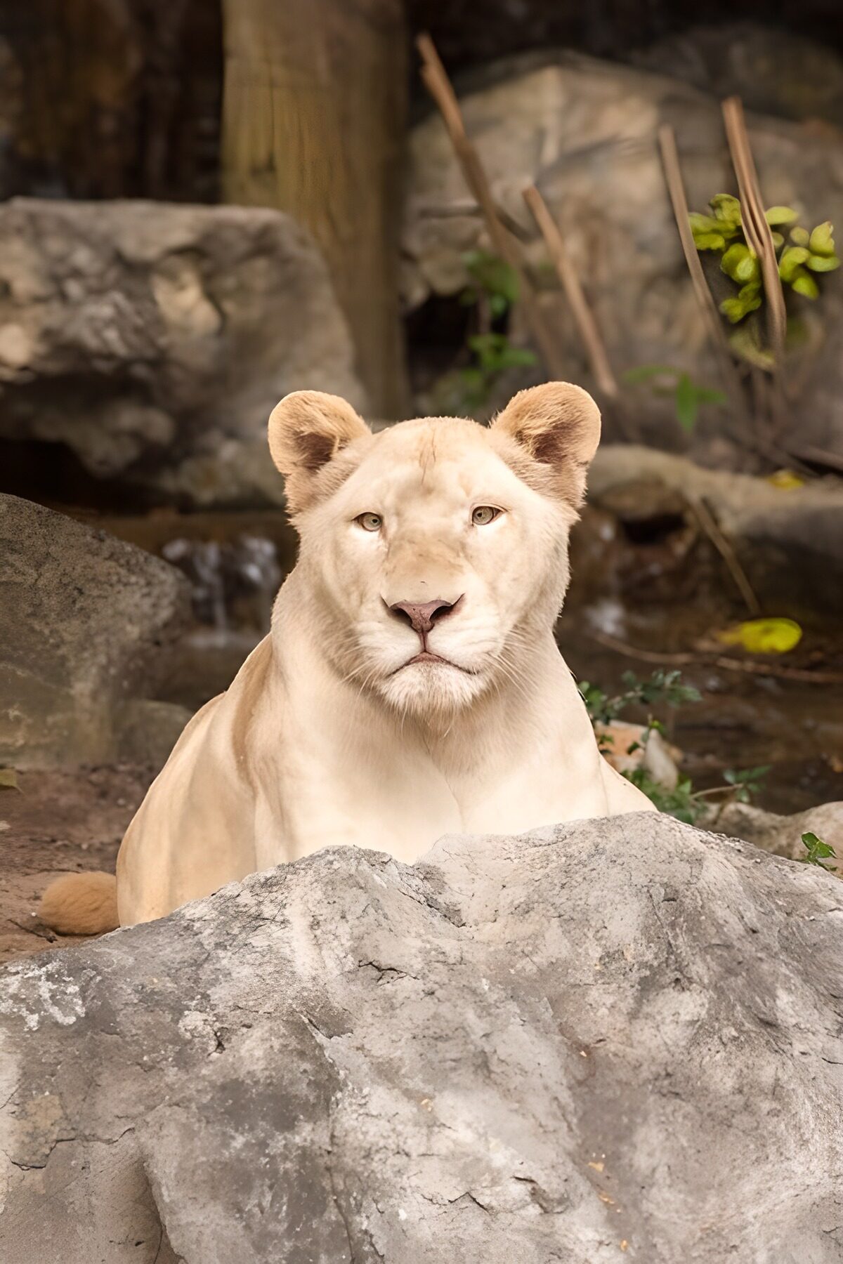White lion resting behind a grey rock