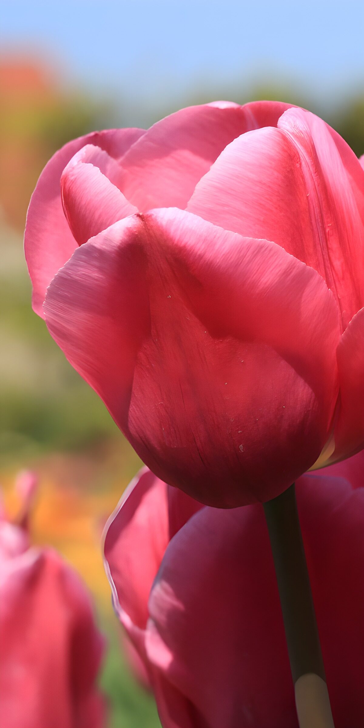 Pink tulip in warm sunlight
