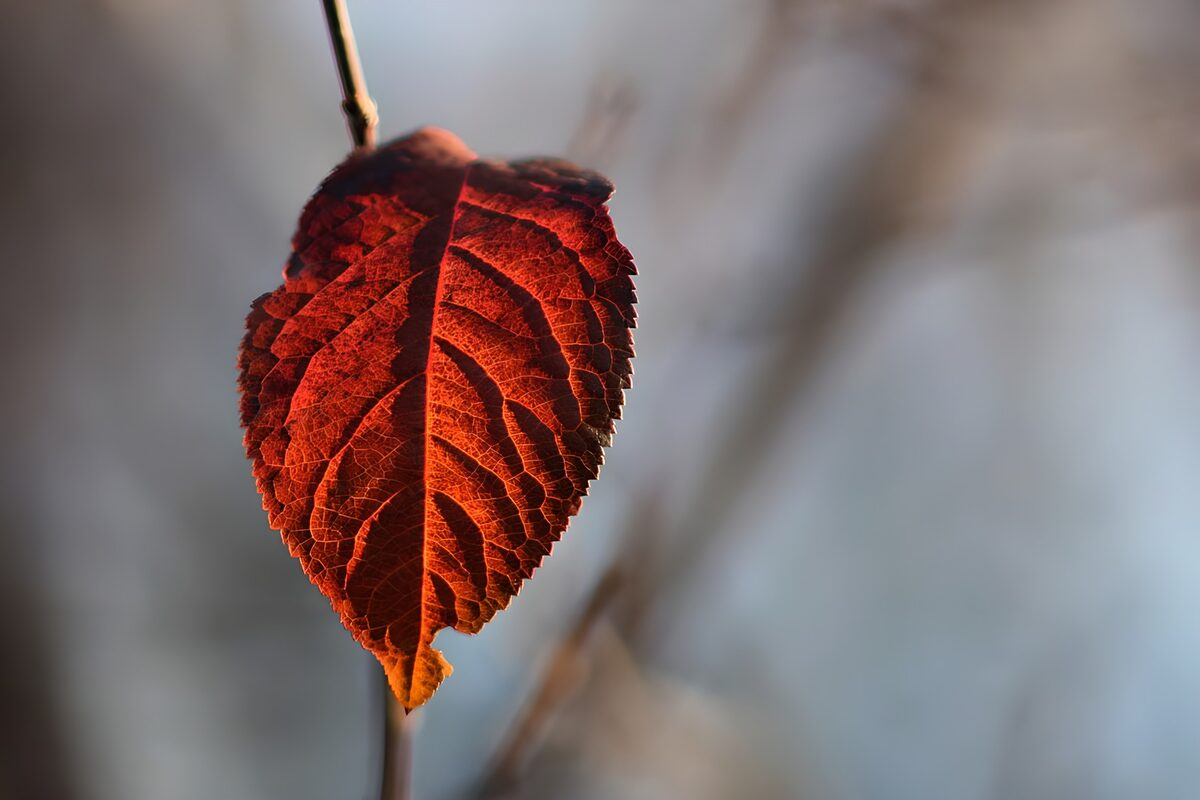 Red-orange leaf in a soft autumn glow