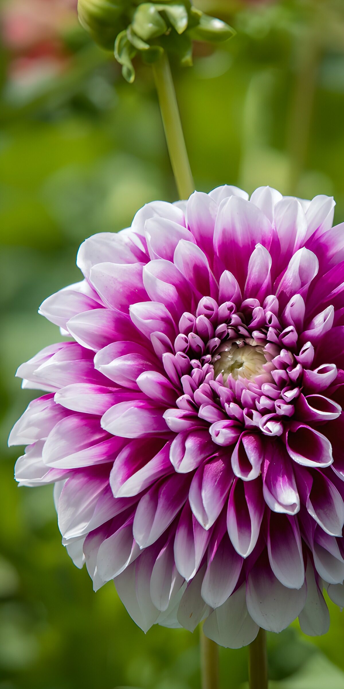 Pink and white dahlia in soft light