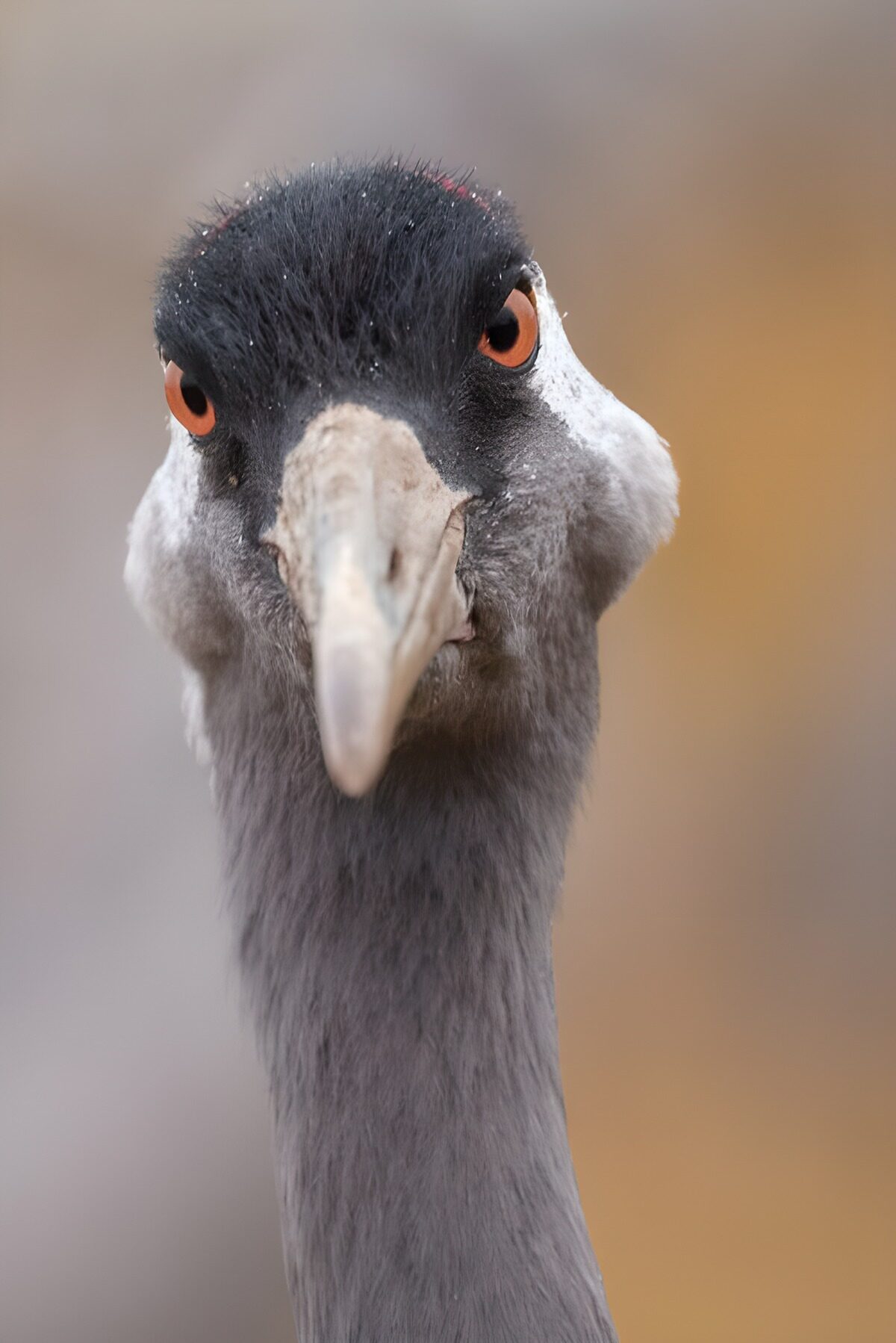 Crane close-up with an alert gaze