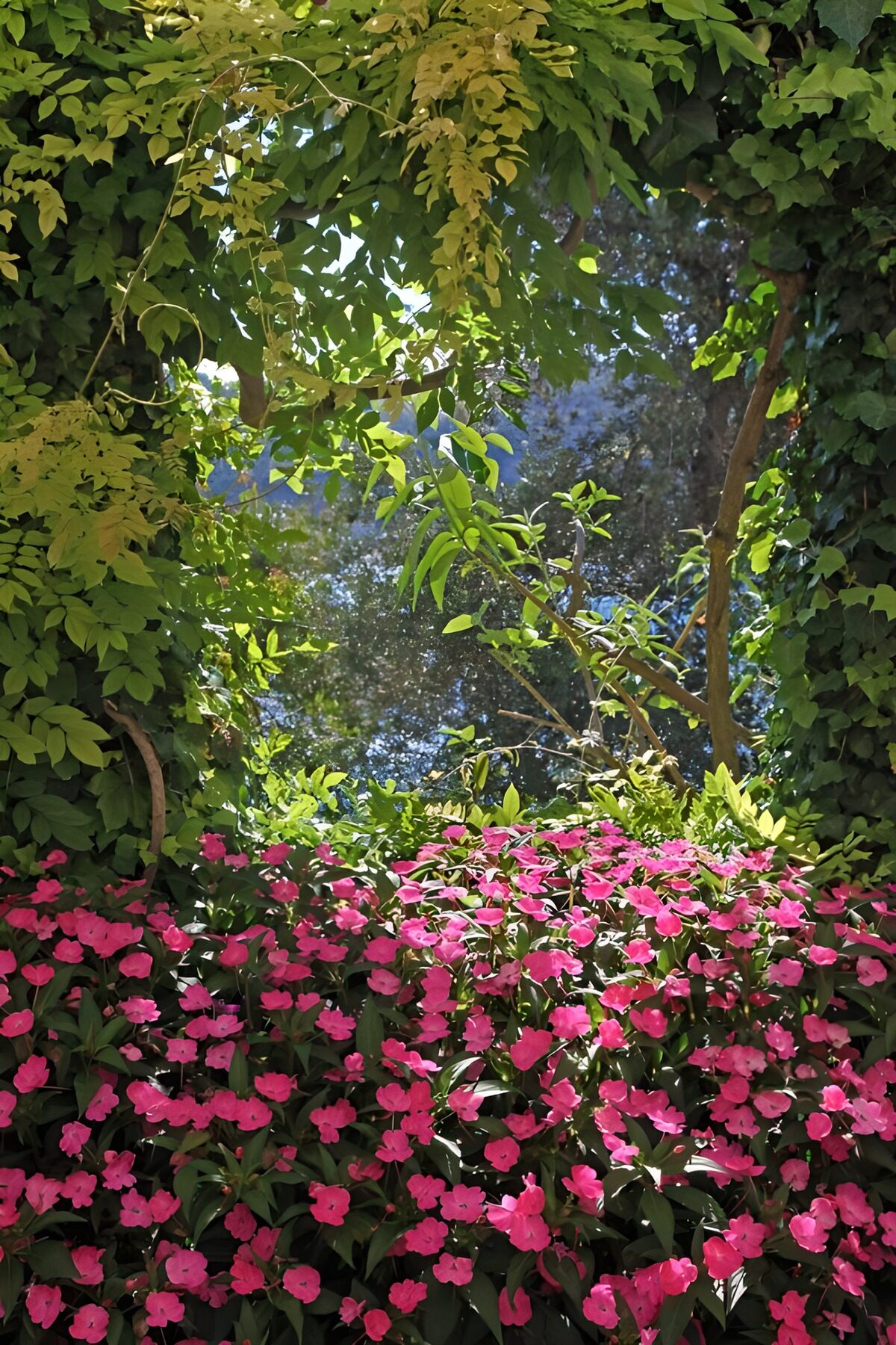 Pink flowers in dappled garden shade