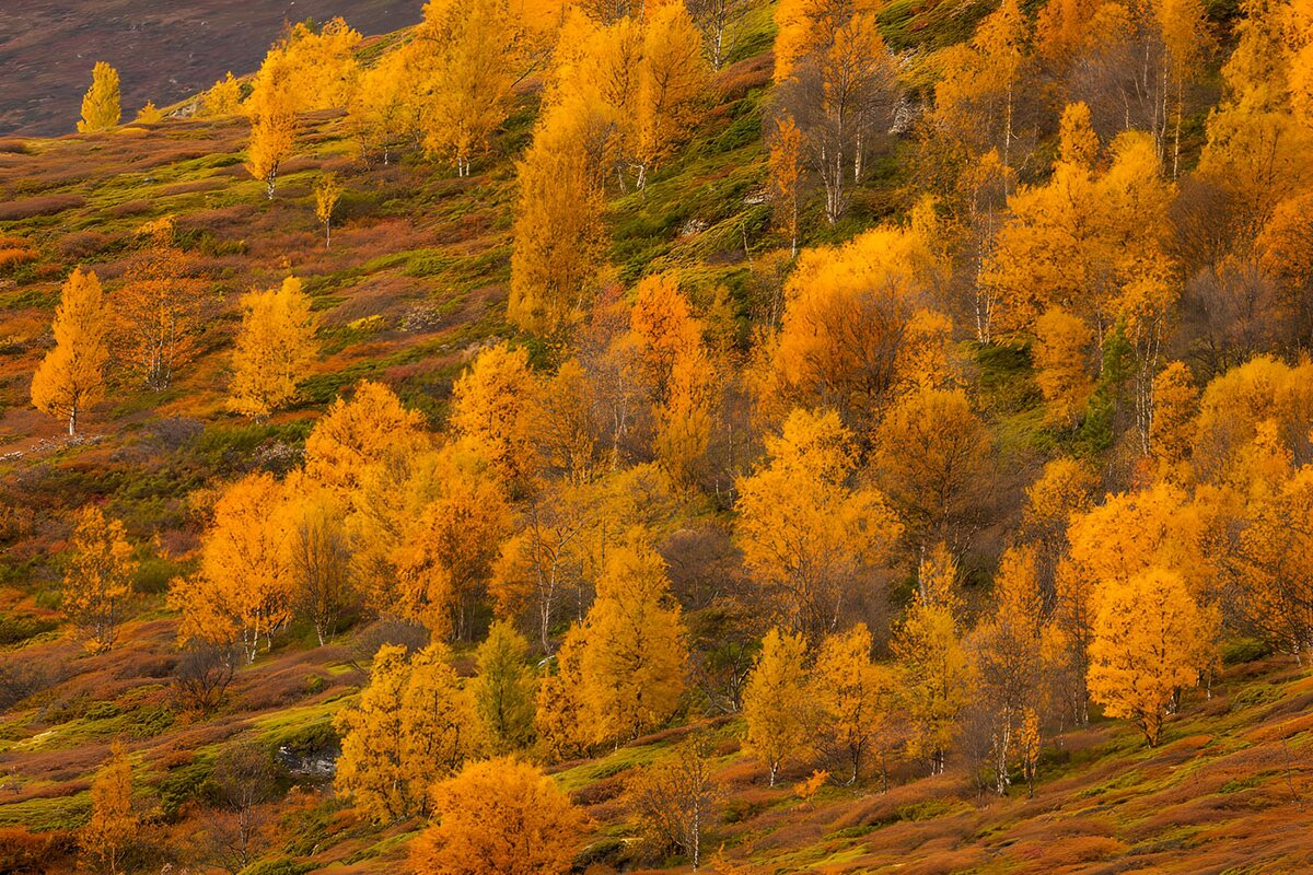 Golden autumn birches on a hillside