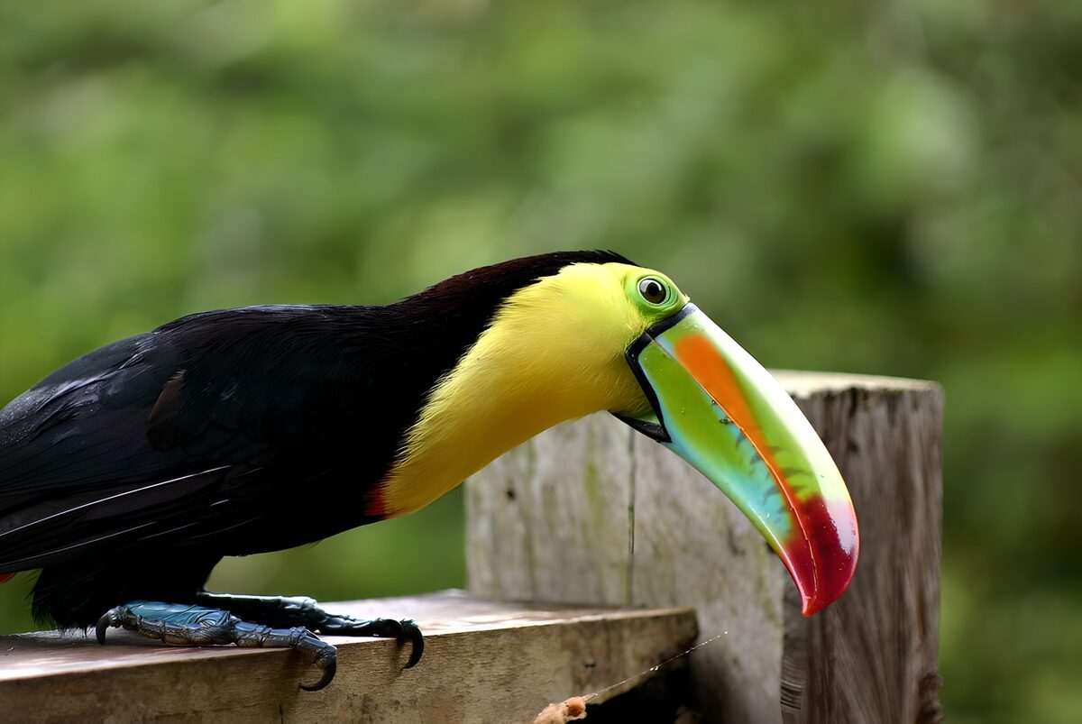 Toucan on a weathered wooden rail