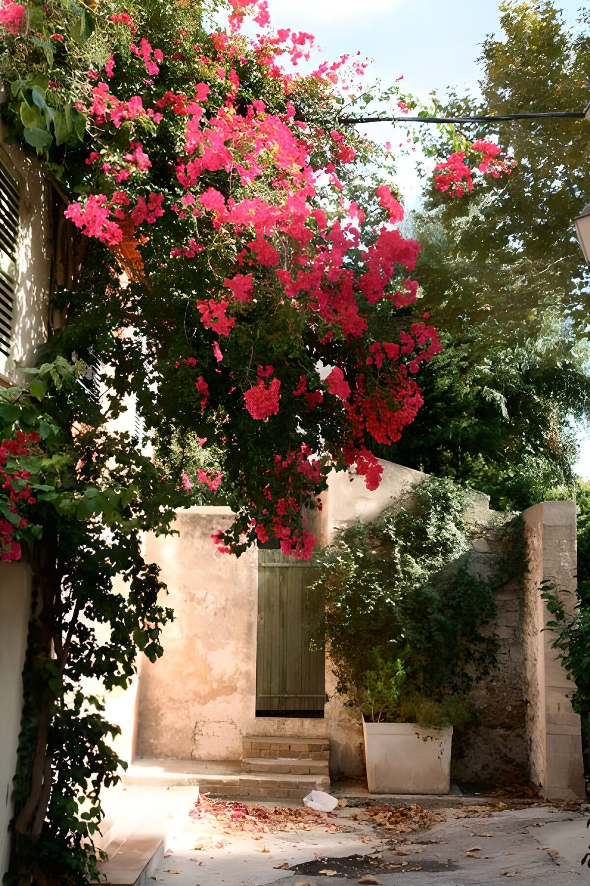 Pink bougainvillea in a sunlit courtyard