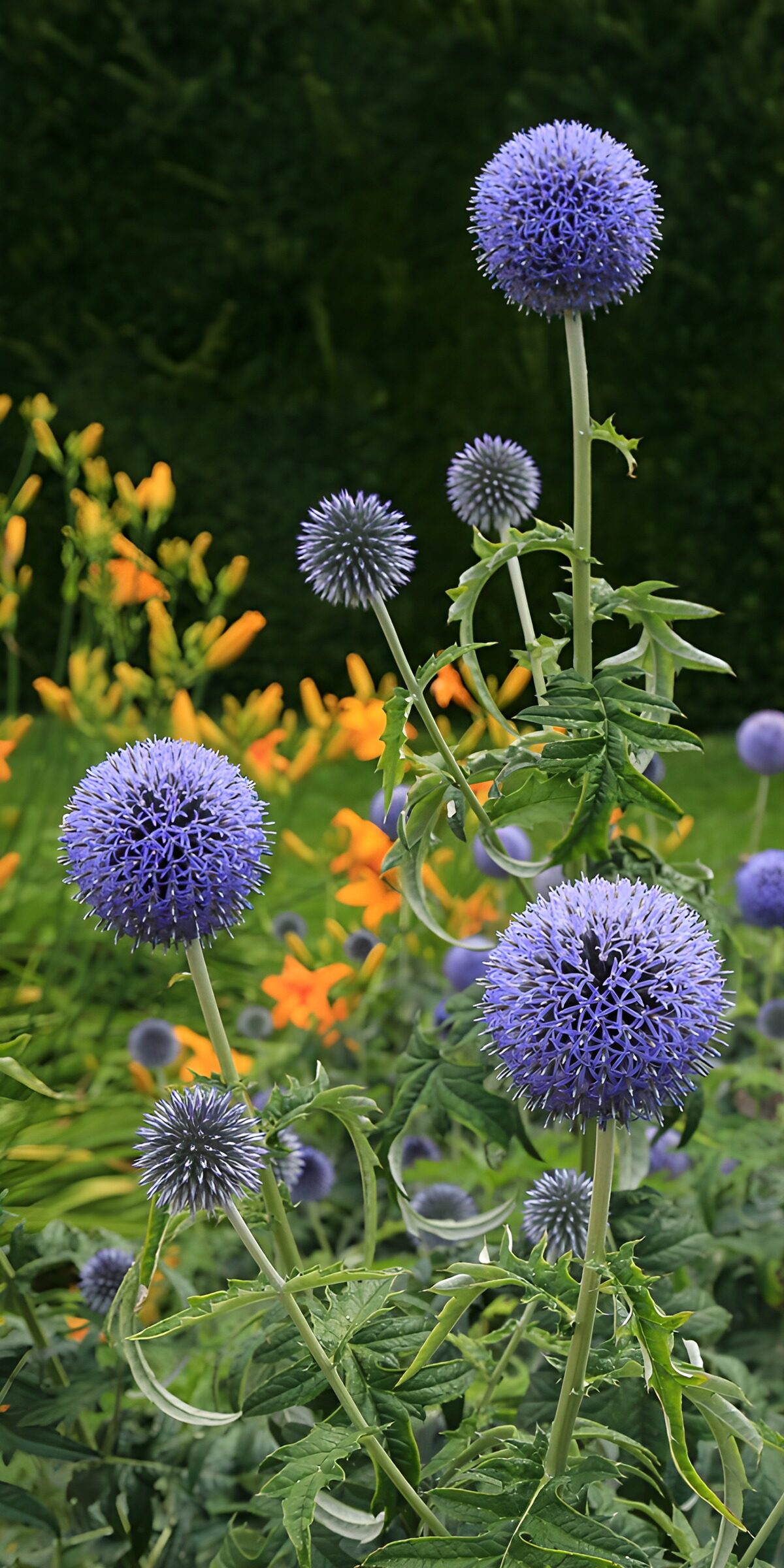 Blue globe thistles against dark green