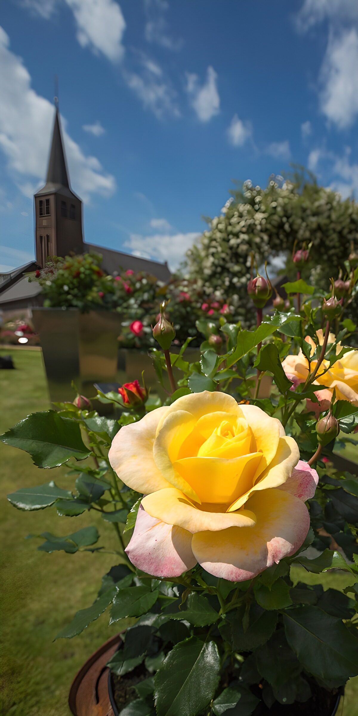 Yellow rose and church in the sunshine