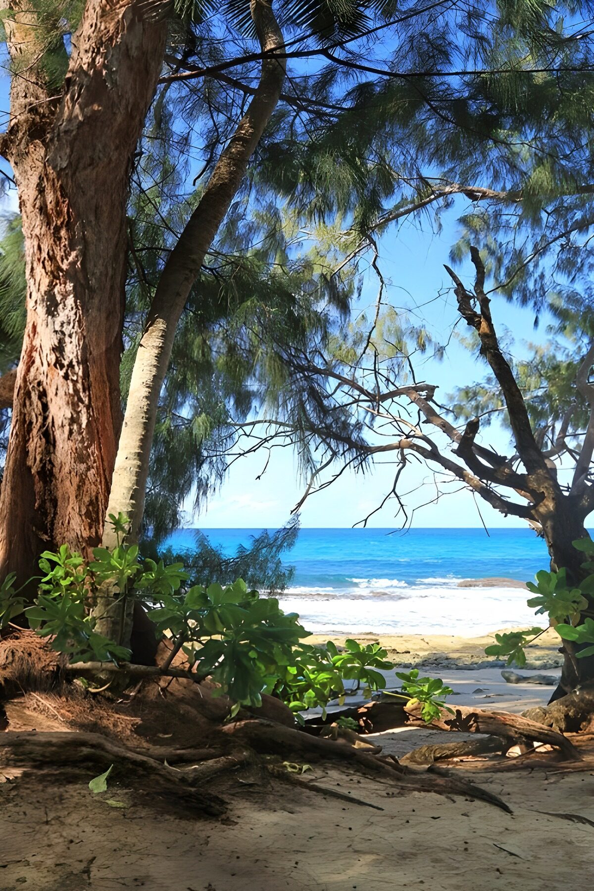 Coastal trees and sunlit sea